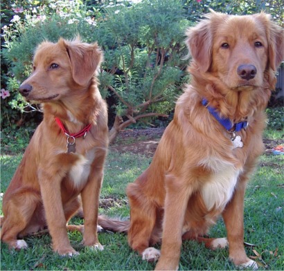 novascotiaducktollingretriever_barnes.jpg