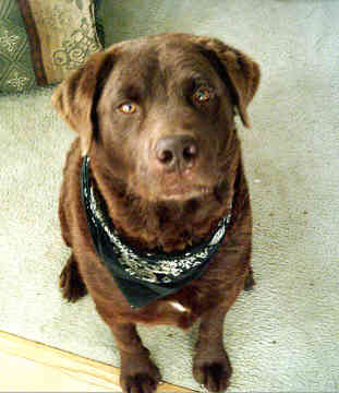 chesapeake-bay-retriever-0015.jpg